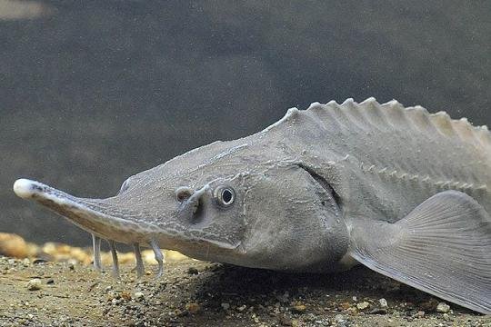 Acipenser baerii (Sibirya mersini )